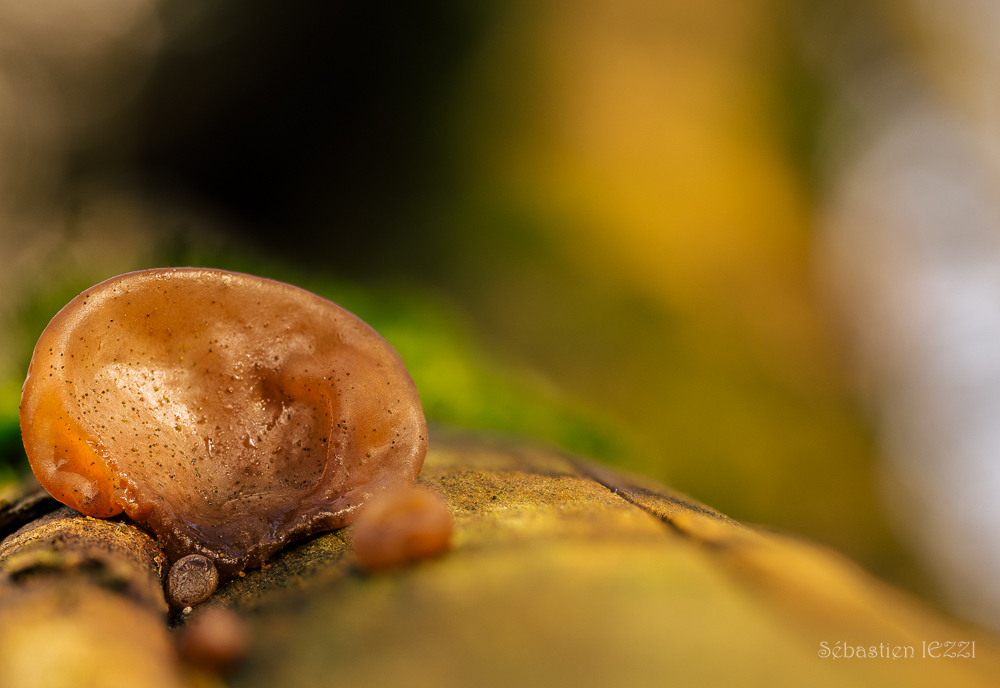 2025-11-27 06-36-12 (B,Radius7,Smoothing6).jpg