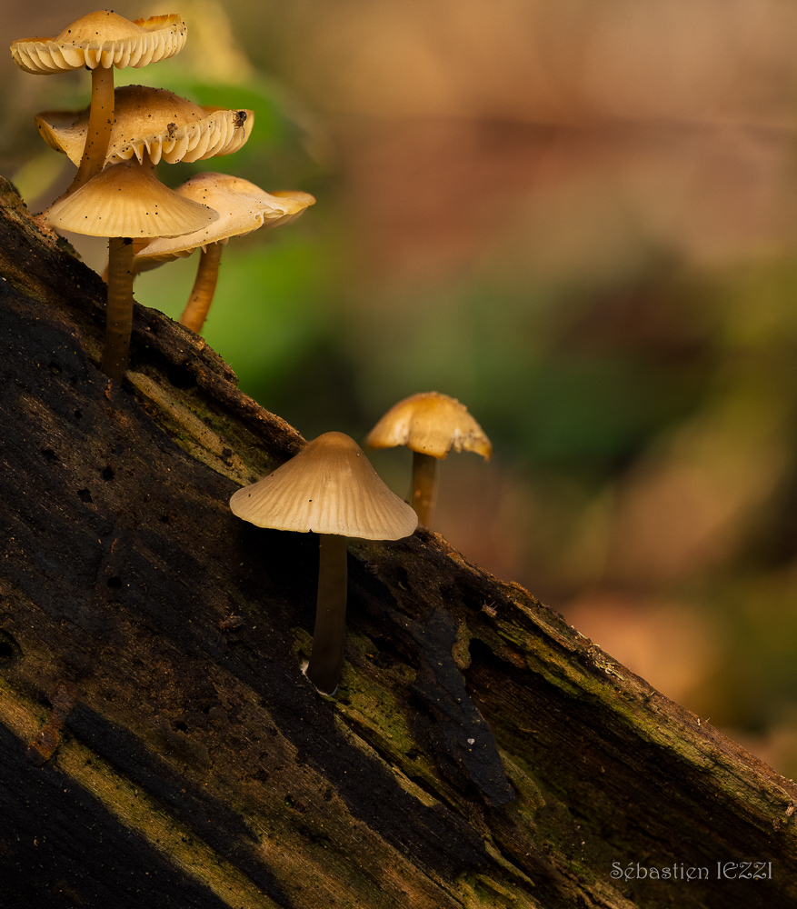 2025-12-04 17-11-41 (B,Radius7,Smoothing6).jpg