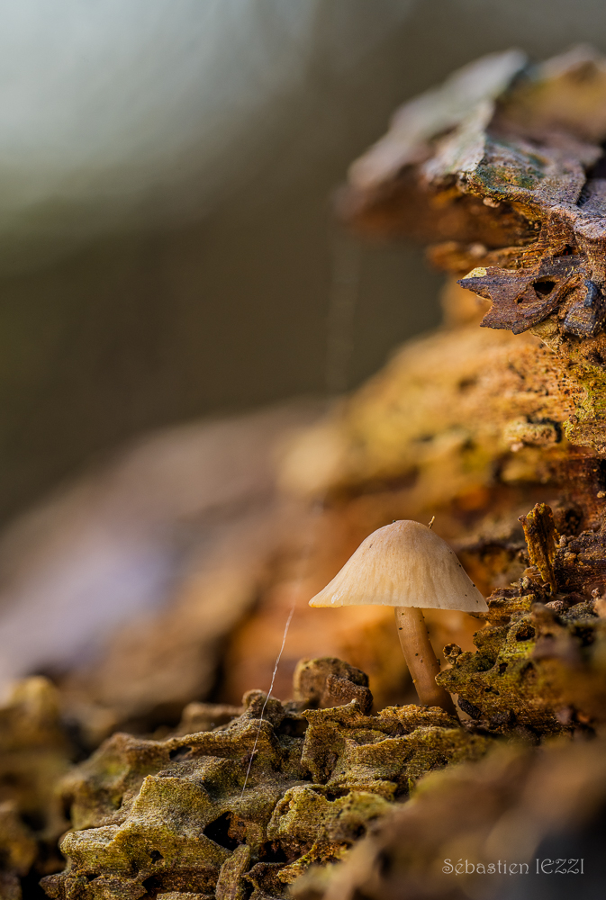 2025-12-04 17-20-03 (B,Radius7,Smoothing6).jpg