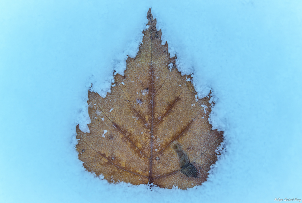 2025_11_20_003_Feuille_Neige.jpg