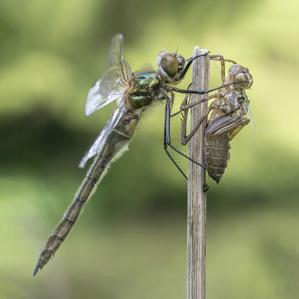 P5125011-DE_2-S _Ext3_1000.jpg