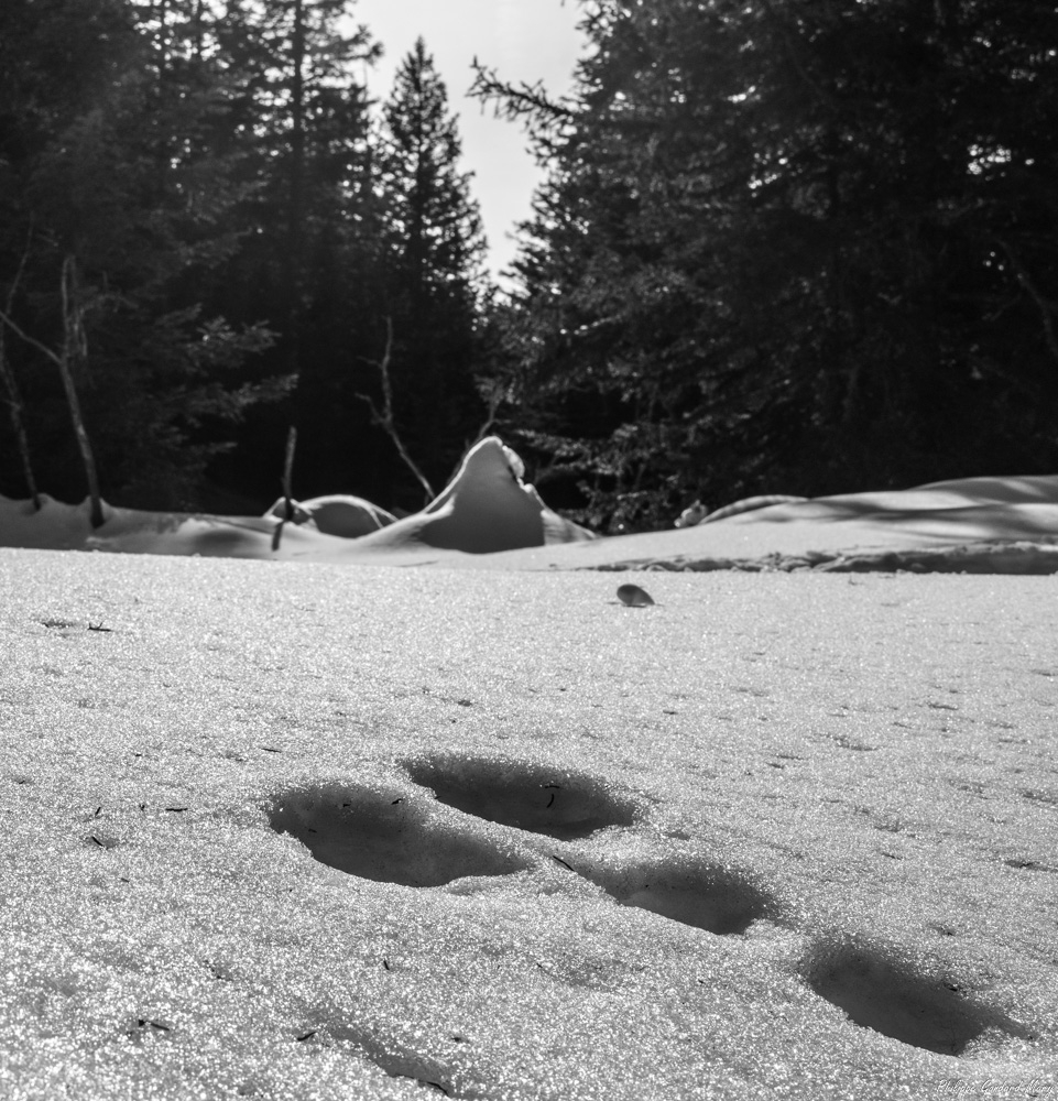 2026_01_20_002_Trace.jpg