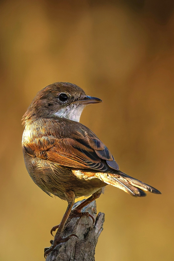 Fauvette grisette.jpg