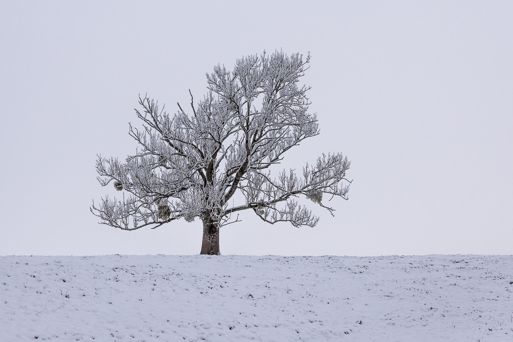 Neige arg janv 2026-14.jpg