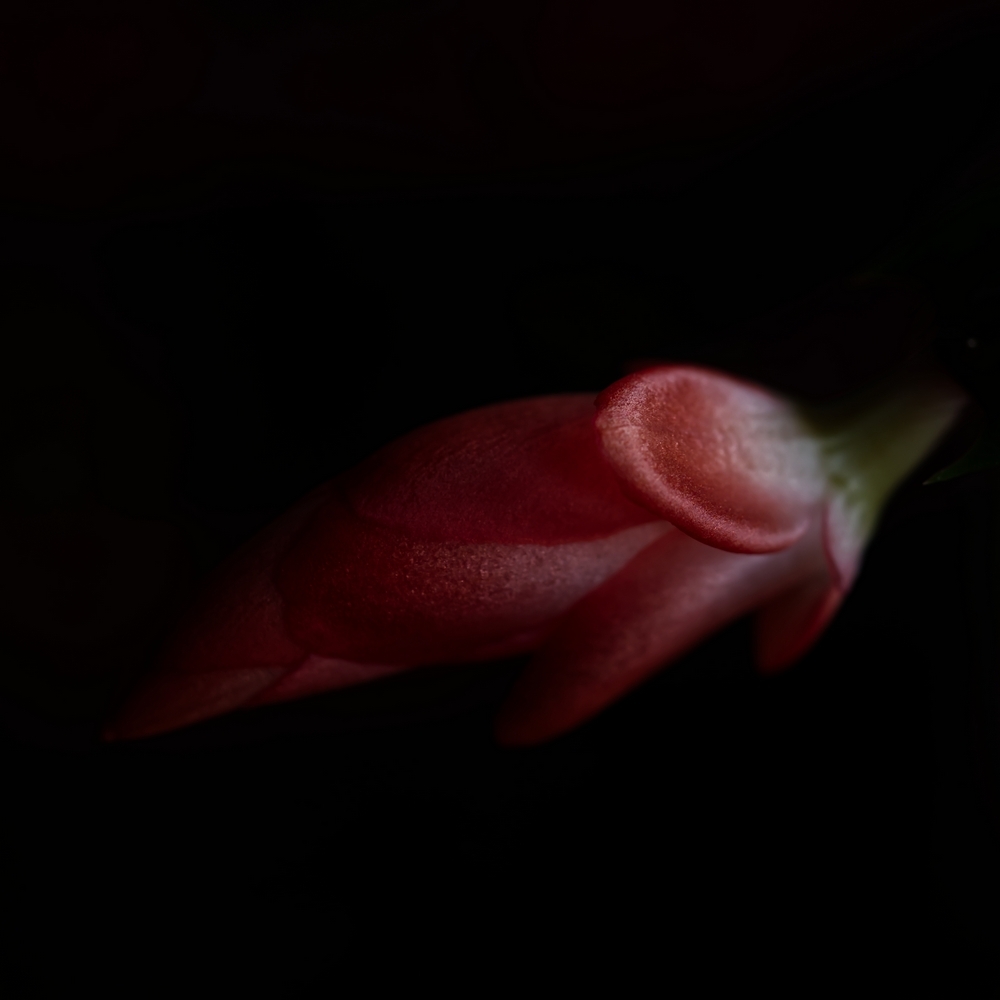 fleur macro rec.jpg