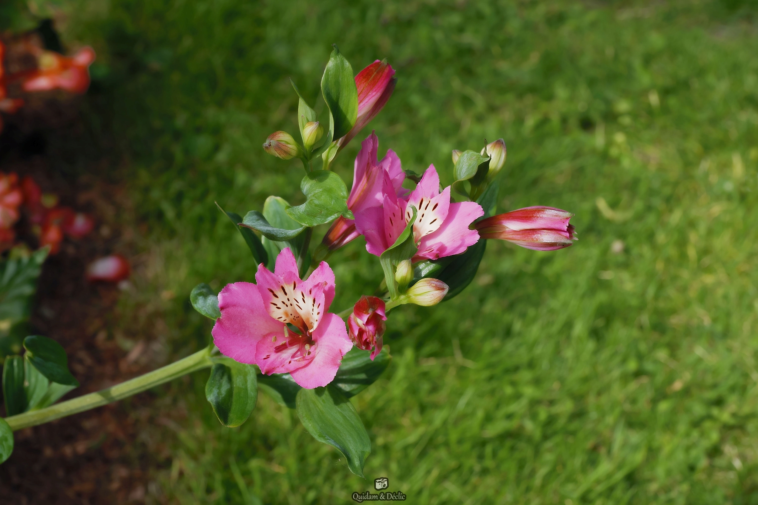 Dites-le avec des fleurs