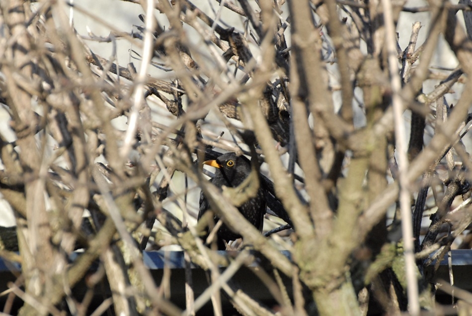 merle regar redim.jpg