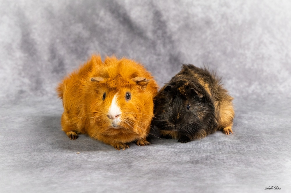 negspy et pickle fp.jpg