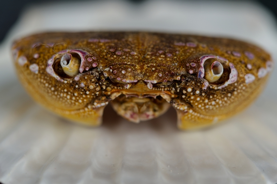 serpent de mer 1 rec.jpg