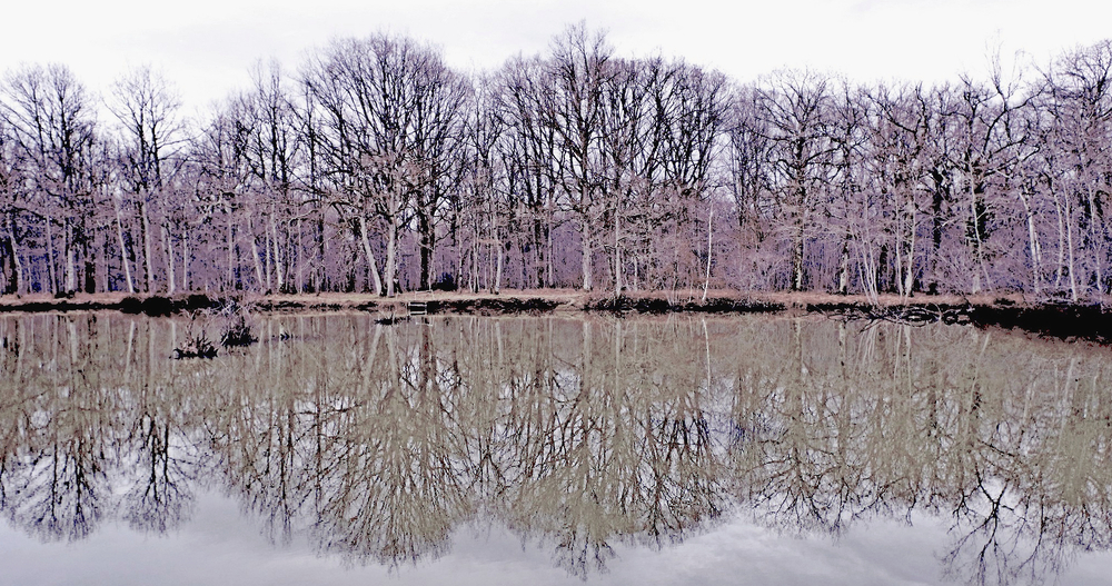 17 01 26 Etang (6).jpg