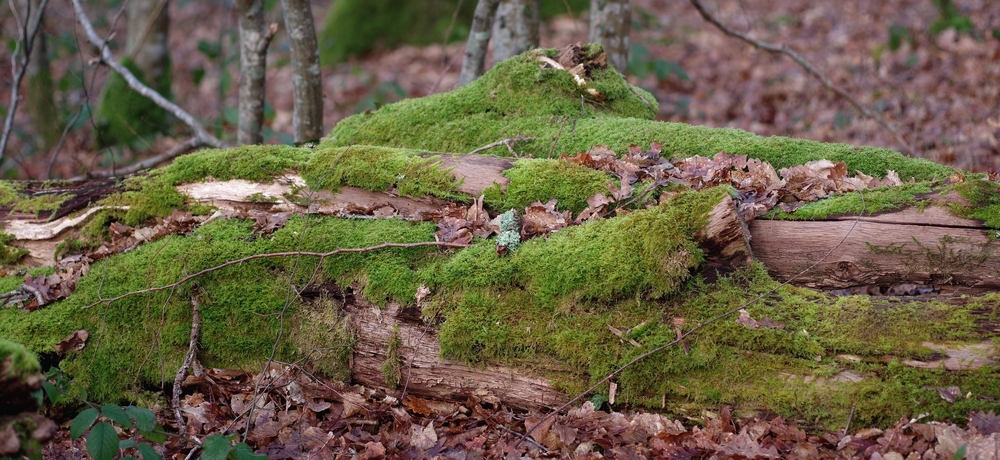 25 01 26 ST Félix (3).jpg