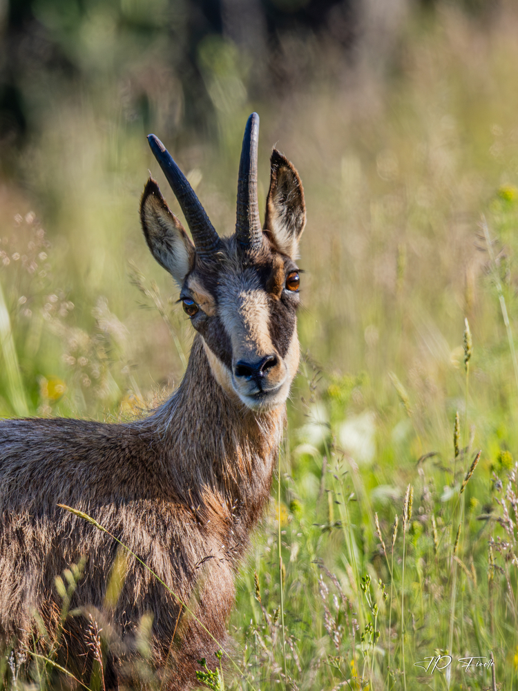 Chamois (Rupicapra rupicapra).jpg