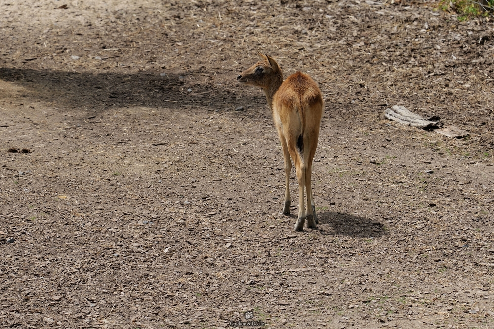 L'antilope de Mrs Gray.jpg