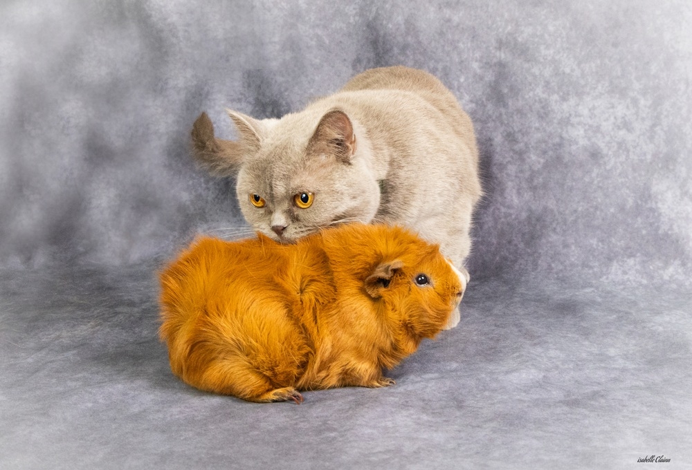 yoshi et pickles.jpg