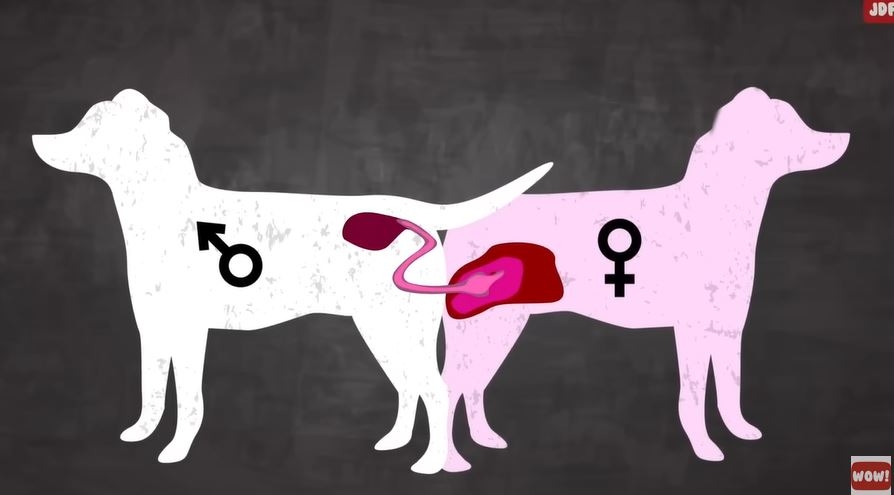 2026-02-02 12_16_41-Pourquoi les chiens restent coincés après l'accouplement - Le processus de repro.jpg