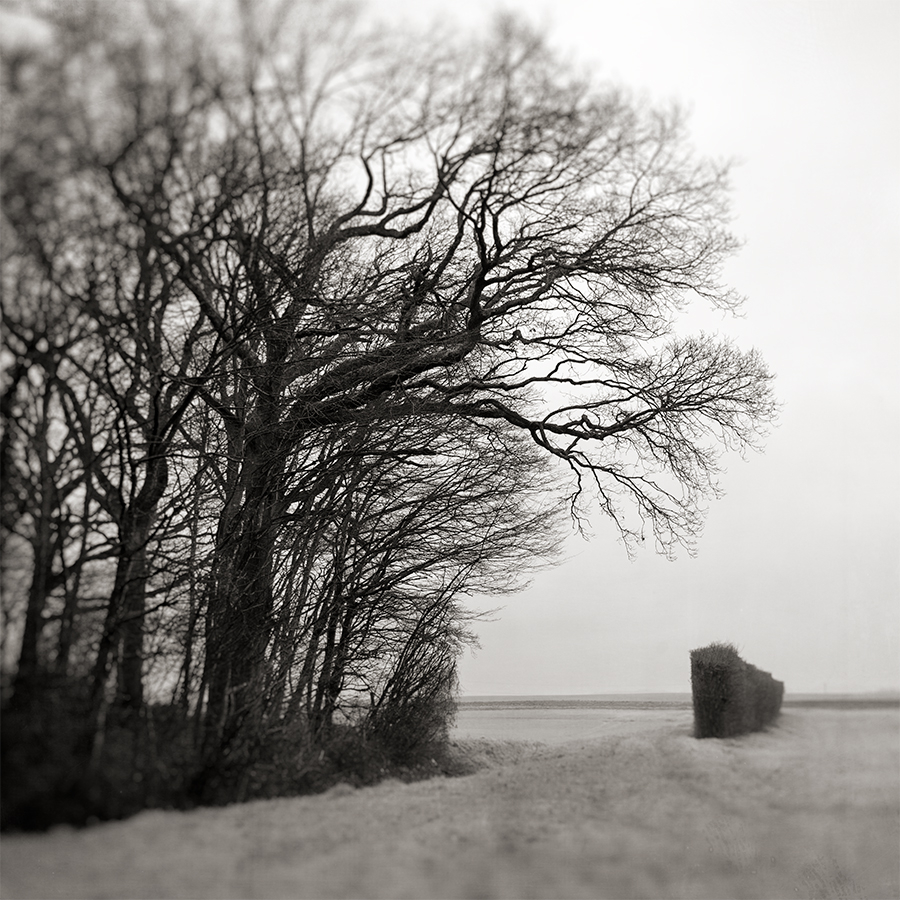 Beauvaisie gothique.jpg