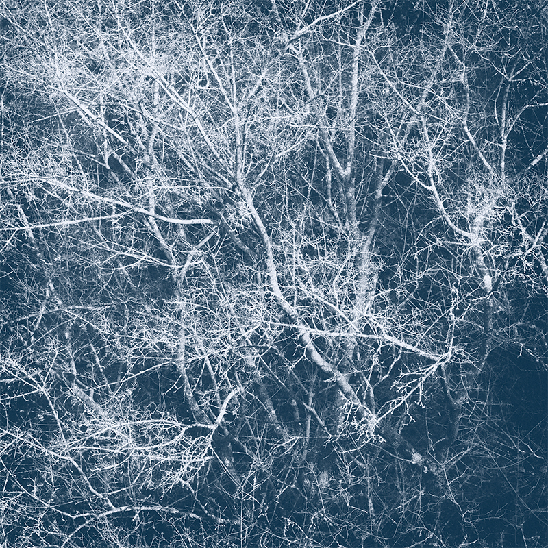 Composition branchue.jpg