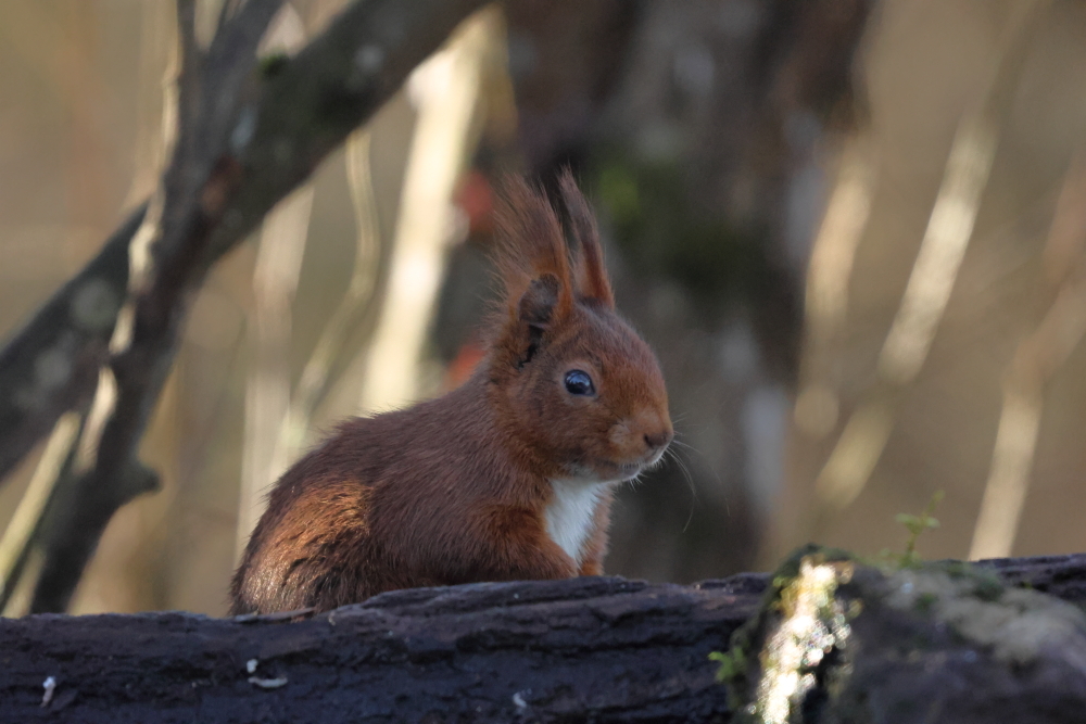 Ecureuil 070226 01.JPG