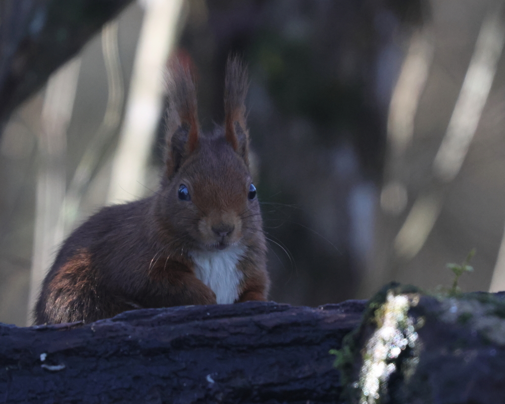 Ecureuil 070226 02.JPG