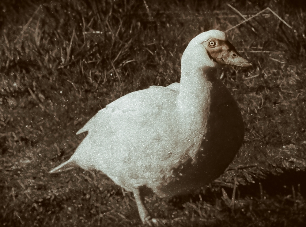 IP noir et blanc  2025 (5).jpg