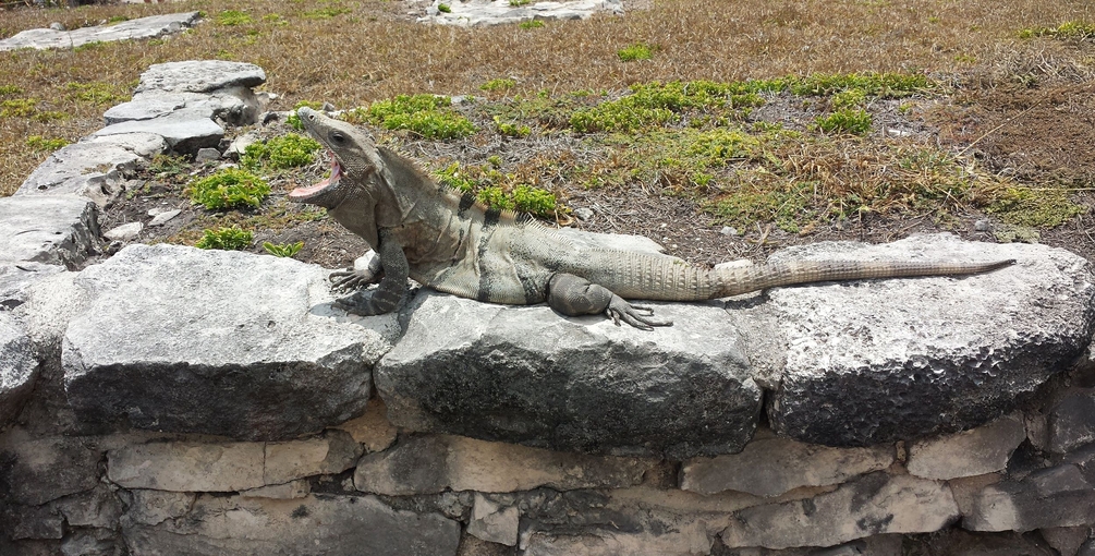 Iguana à queu (px1).jpg