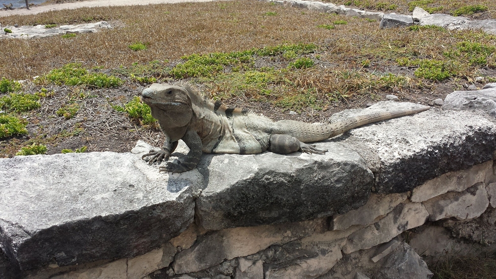 Iguana à queu (px2).jpg