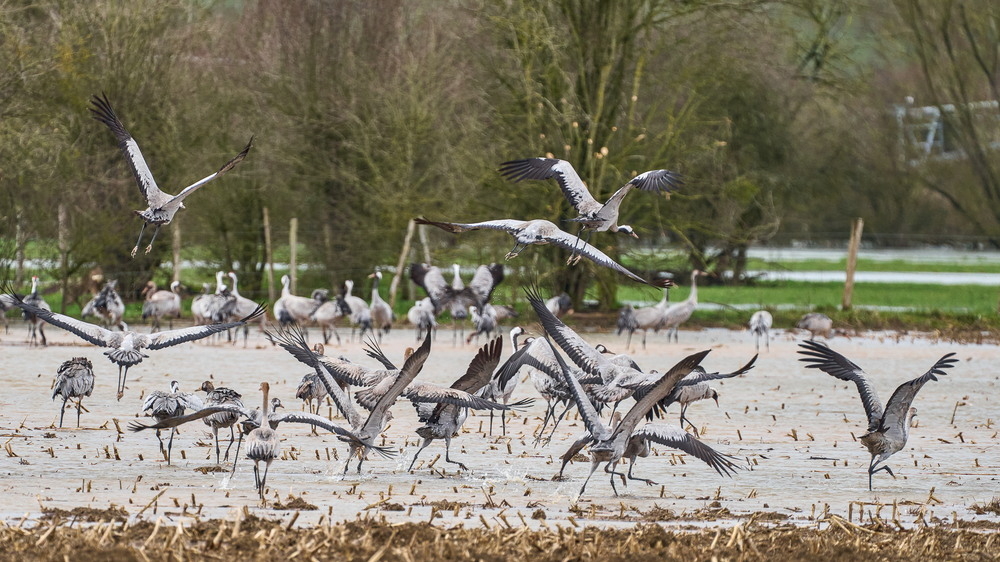 Meuse deborde-10_01.jpg