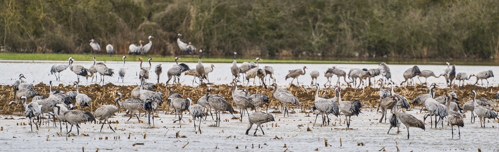 Meuse deborde-11_01.jpg