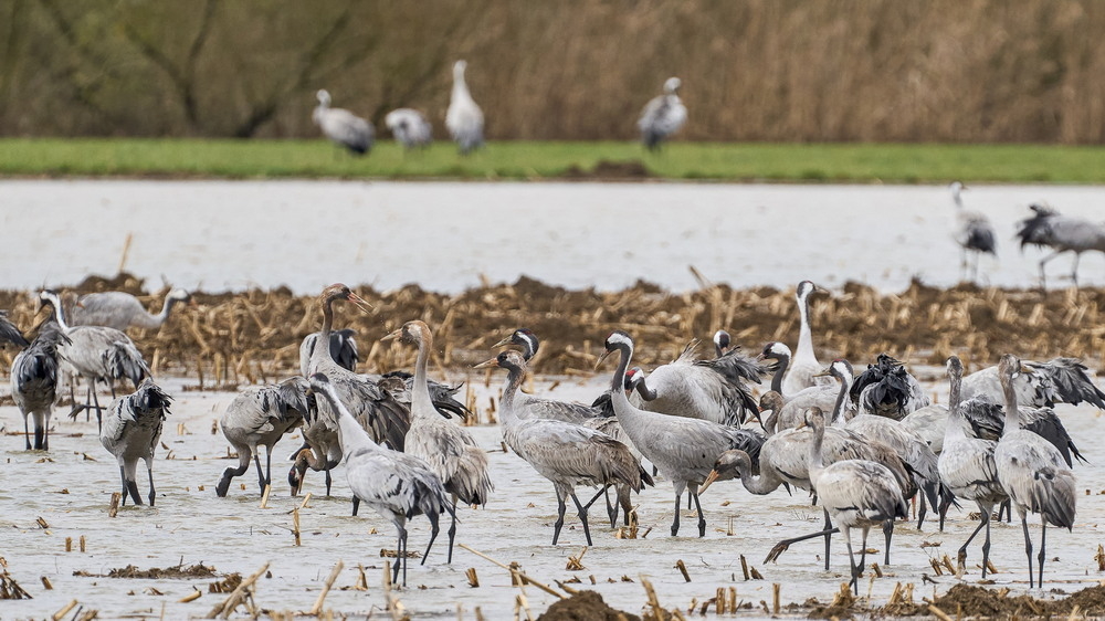 Meuse deborde-12_01.jpg