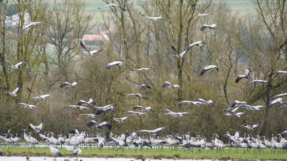 Meuse deborde-13_01.jpg