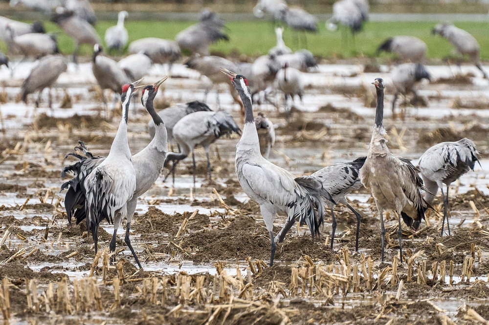 Meuse deborde-23_01.jpg
