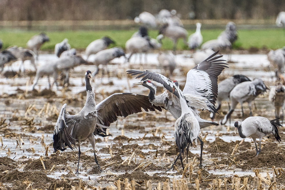 Meuse deborde-24_01.jpg