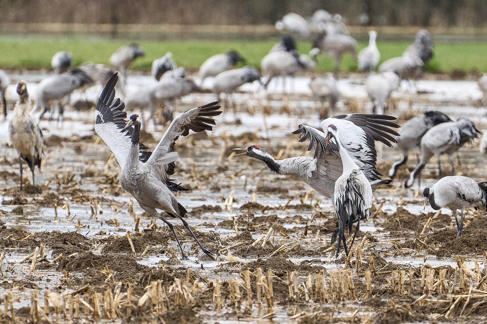 Meuse deborde-25_01.jpg