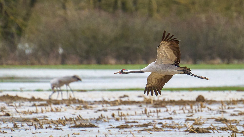 Meuse deborde-26_01.jpg