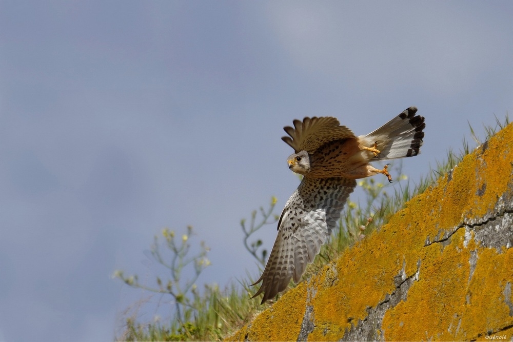 Monsieur crécerelle 1000 .jpg