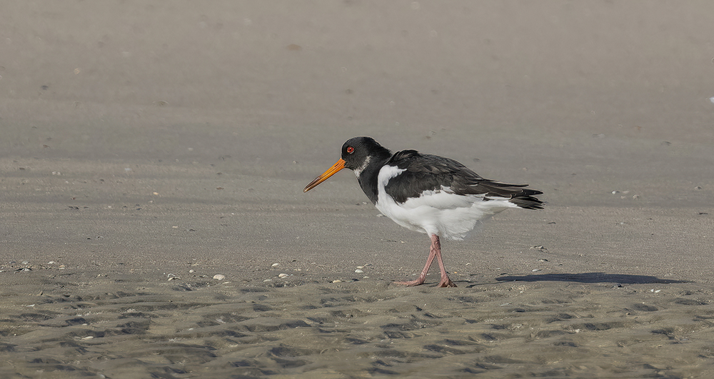 PB020151-D copy_2-S_1000.jpg