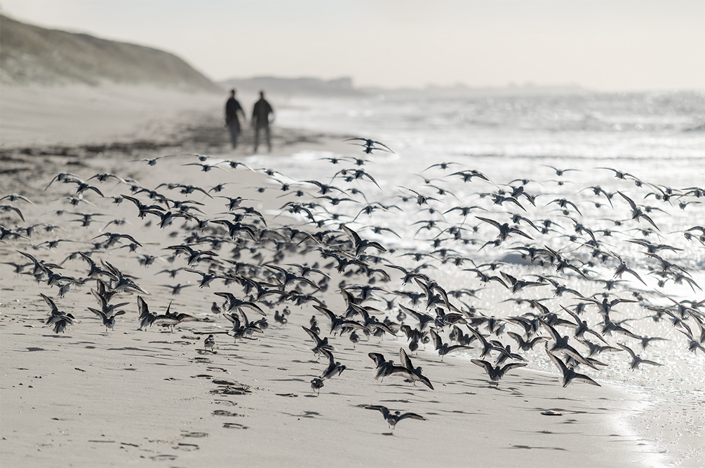 Sanderling.jpg