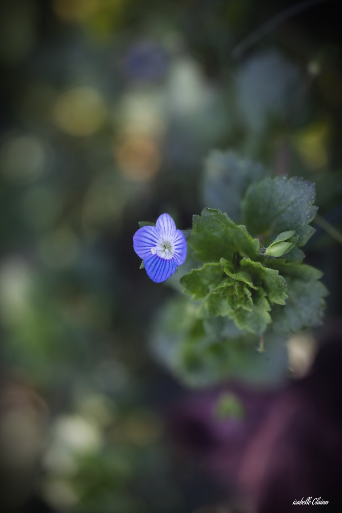 fleurs petite fp.jpg