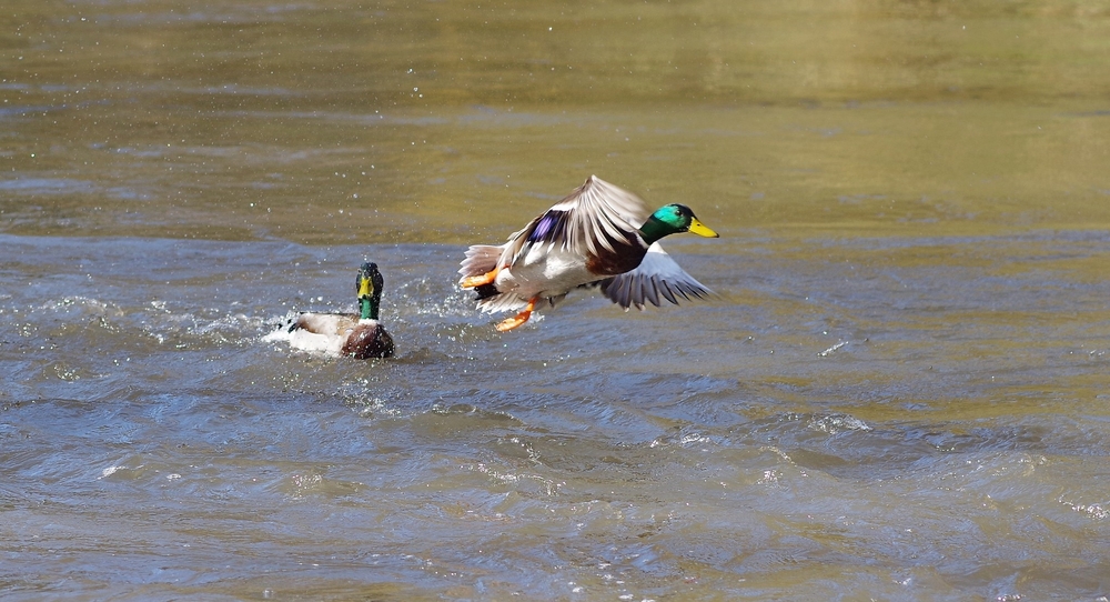 25 02 26  canards.jpg