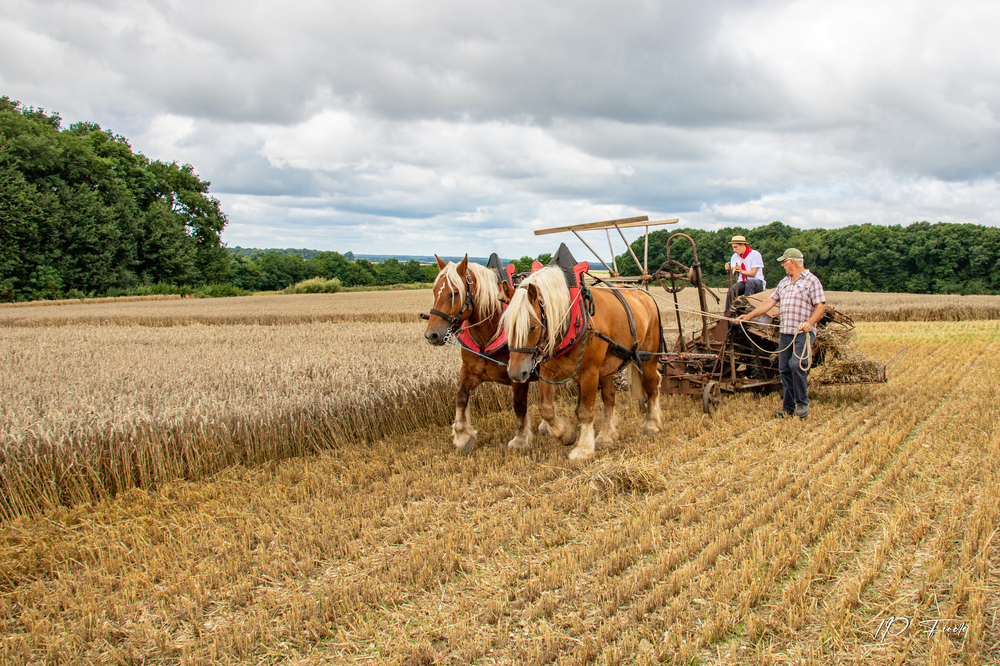 Saint Maurice sur Aveyron 45_2017.08.05.11.29.30_Fête de la moisson.jpg