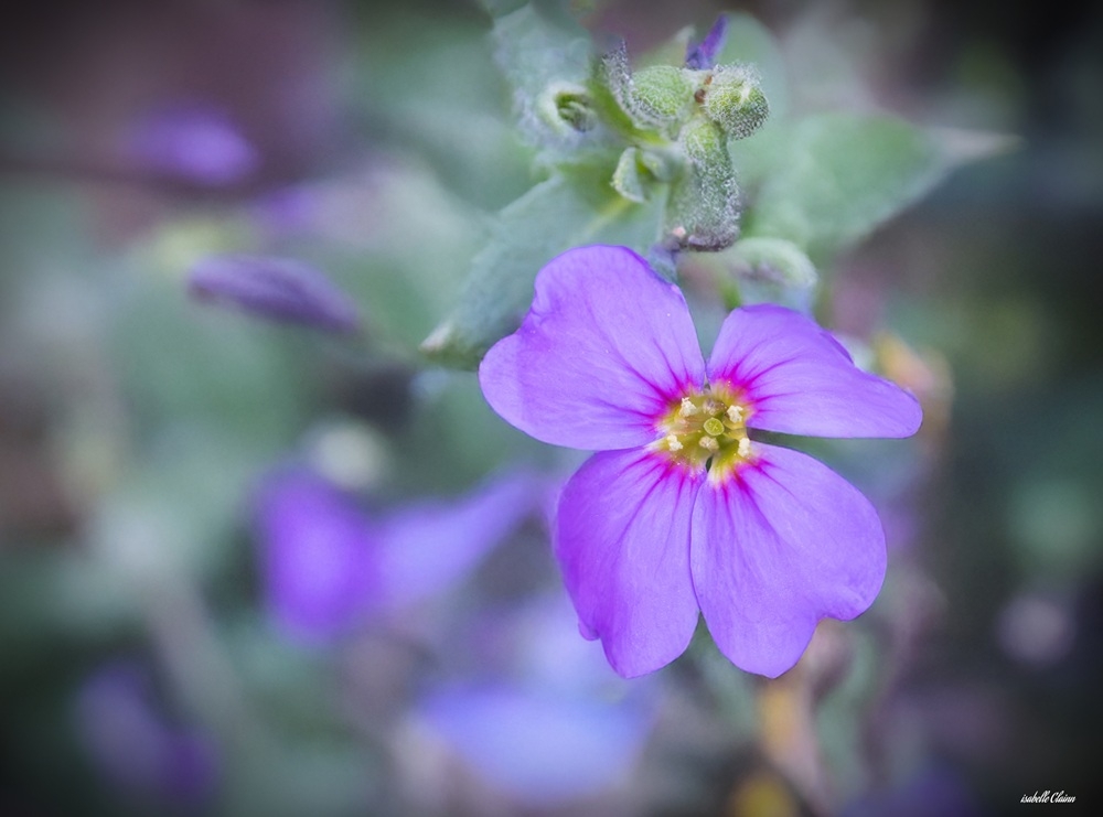 violette 1 fp.jpg