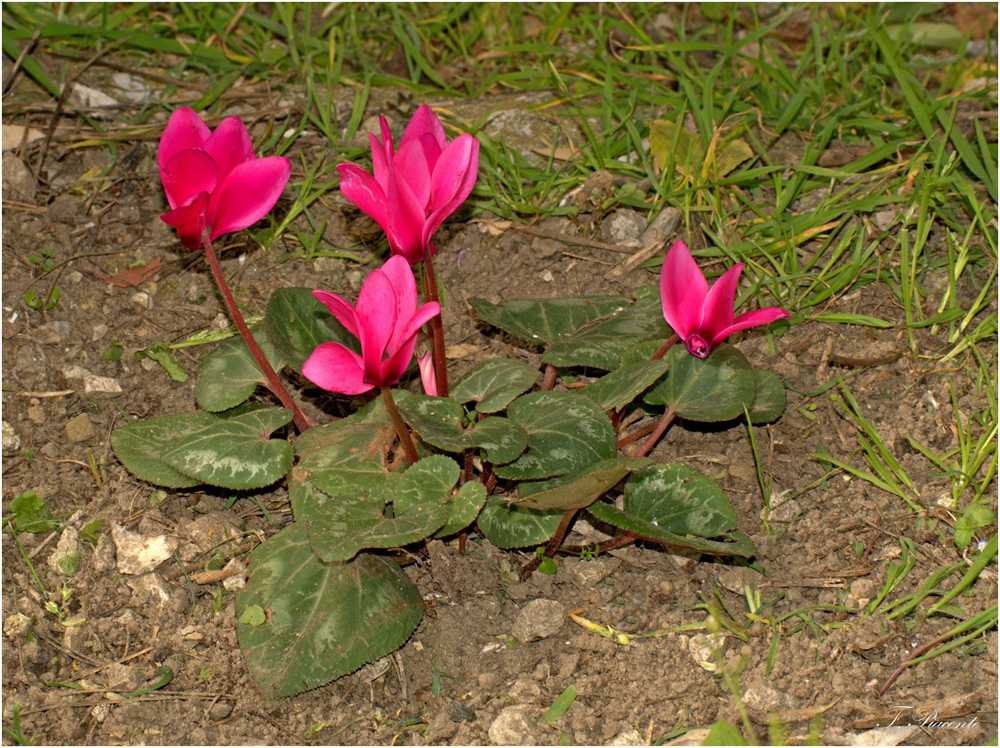 0667 - Cyclamen.jpg