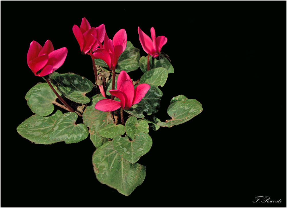 0668_Cyclamen fond noir.jpg