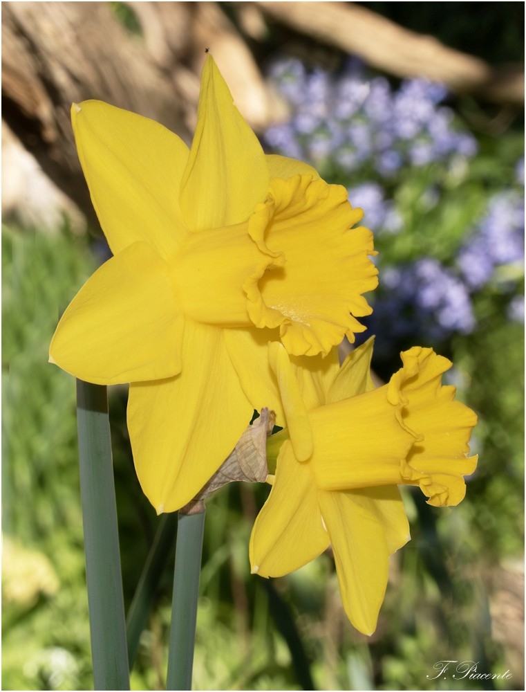 0674 Jonquille.jpg