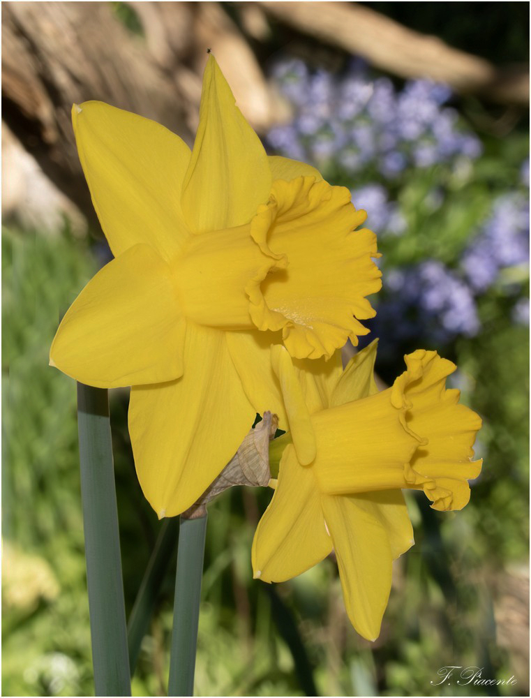 0674 Jonquille_2.jpg