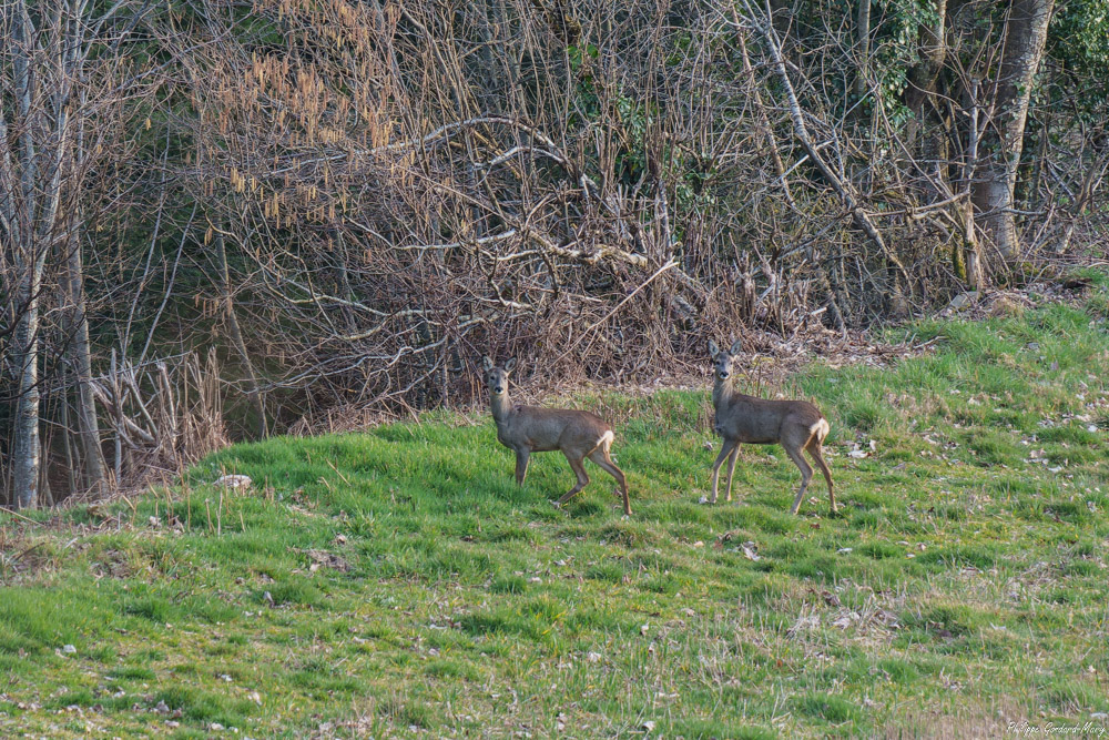 2026_03_03_002_Chevreuils_.jpg