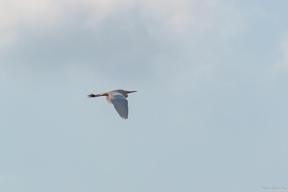 2026_03_23_004_Aigrette_Garzette.jpg