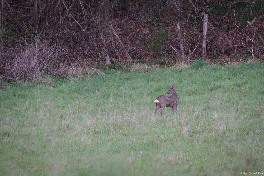 2026_03_25_001_Chevreuil.jpg