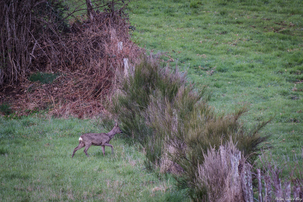 2026_03_25_002_Chevreuil.jpg