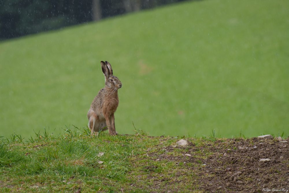 2026_03_28_003_Lievre.jpg